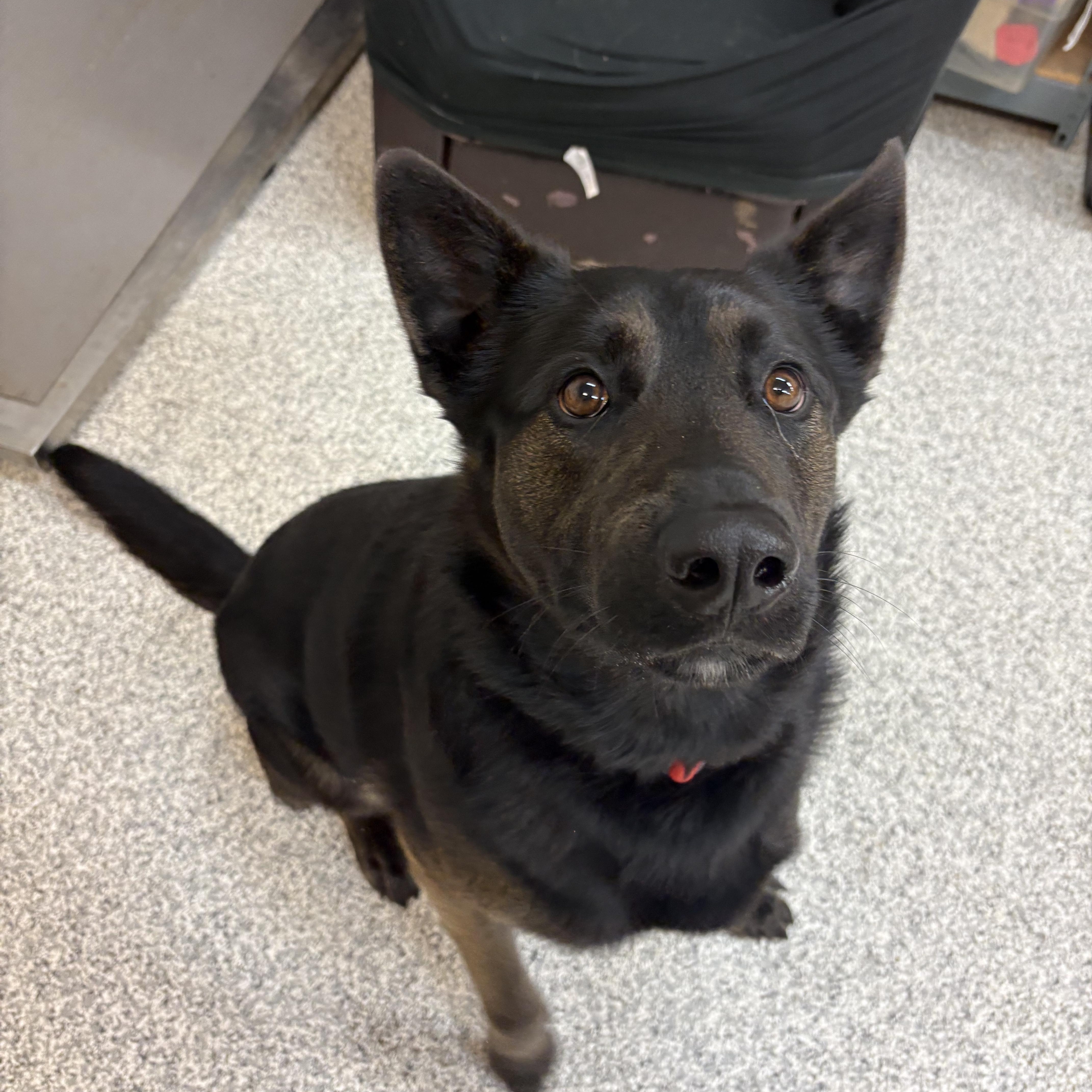 Cash, ADOPTABLE, Young Male German Shepherd Dog.