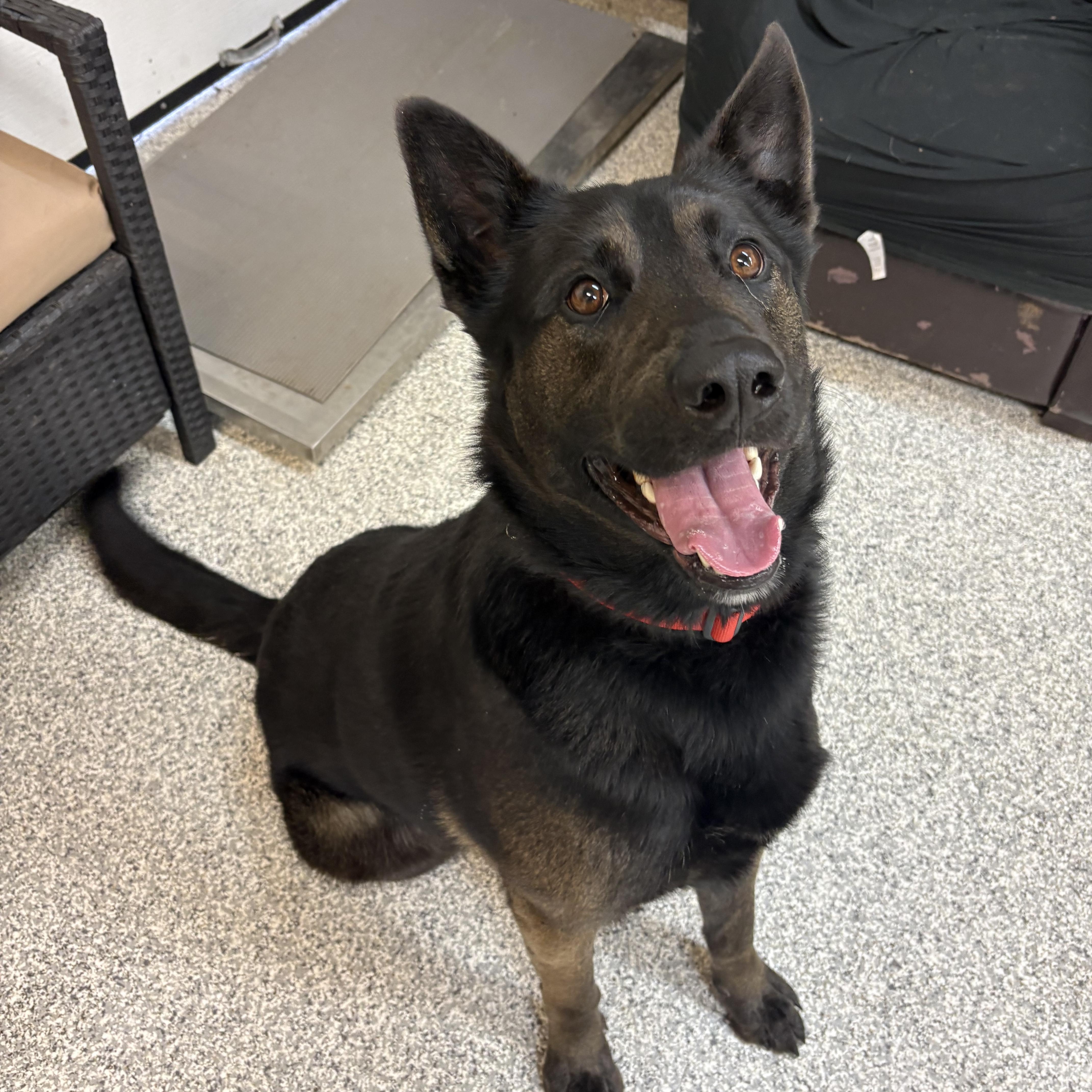 Enlarge Cash, a ADOPTABLE German Shepherd Dog in Hood River, OR image 2/3
