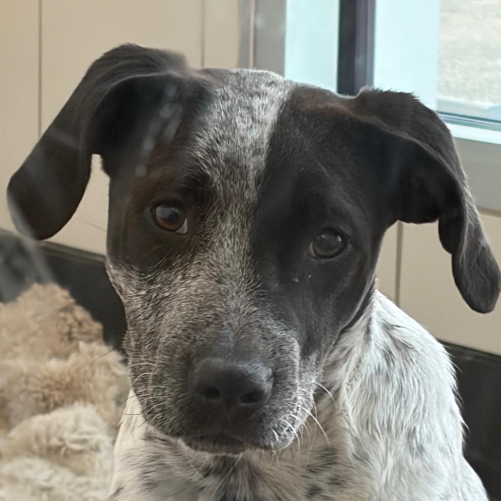 Enlarge Melody, a Adoptable Mixed Breed in Middletown, RI image 1/1