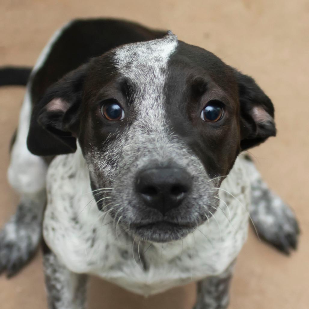 Melody, Adoptable, Puppy Female Mixed Breed.