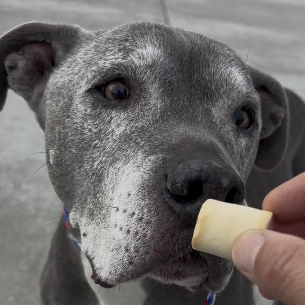 Enlarge Dillinger, a Adoptable Pit Bull Terrier in Pahrump, NV image 1/3