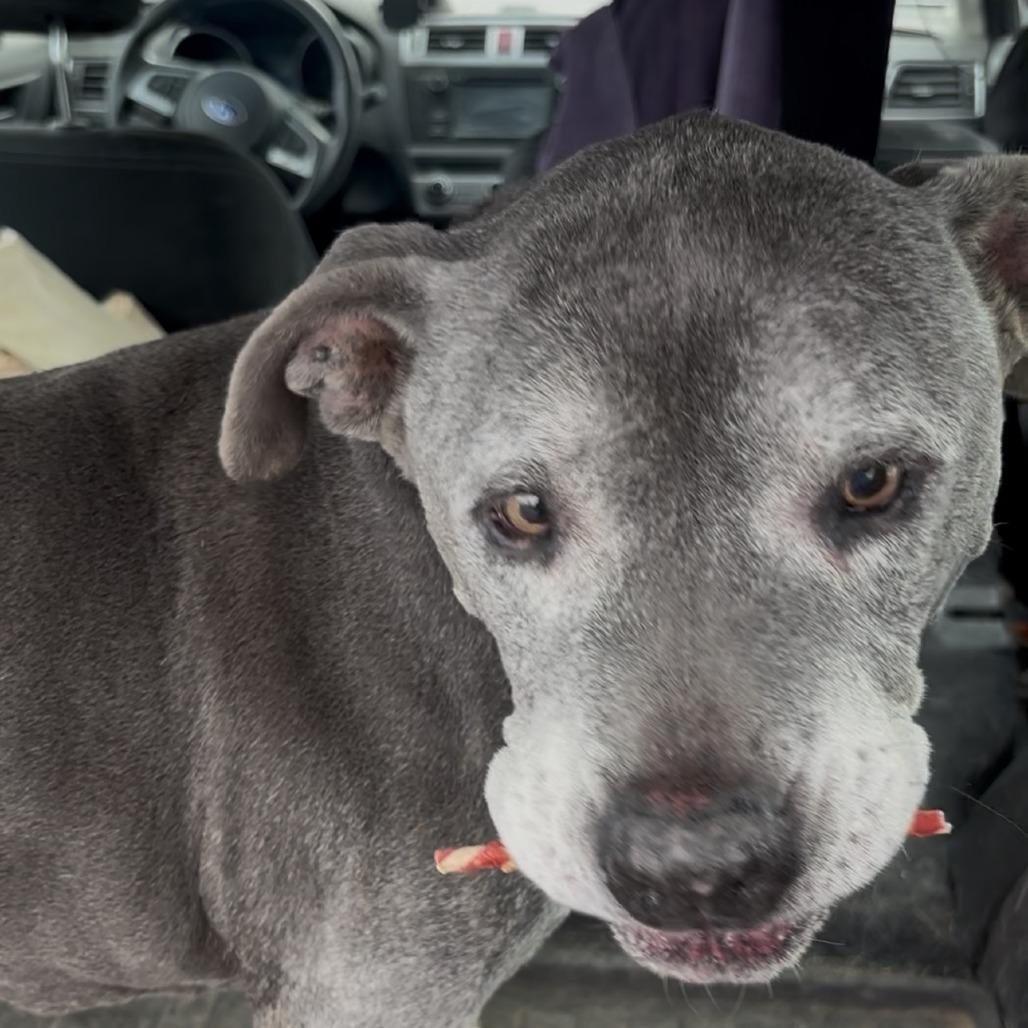Enlarge Dillinger, a Adoptable Pit Bull Terrier in Pahrump, NV image 2/3