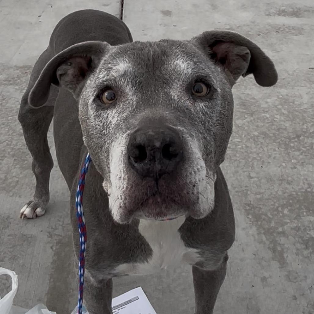 Enlarge Dillinger, a Adoptable Pit Bull Terrier in Pahrump, NV image 3/3