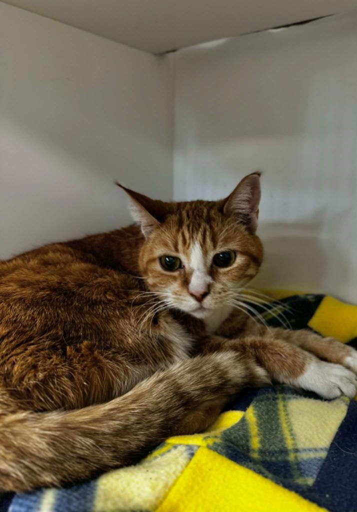 Pumpkin, Adoptable, Senior Female Domestic Short Hair.