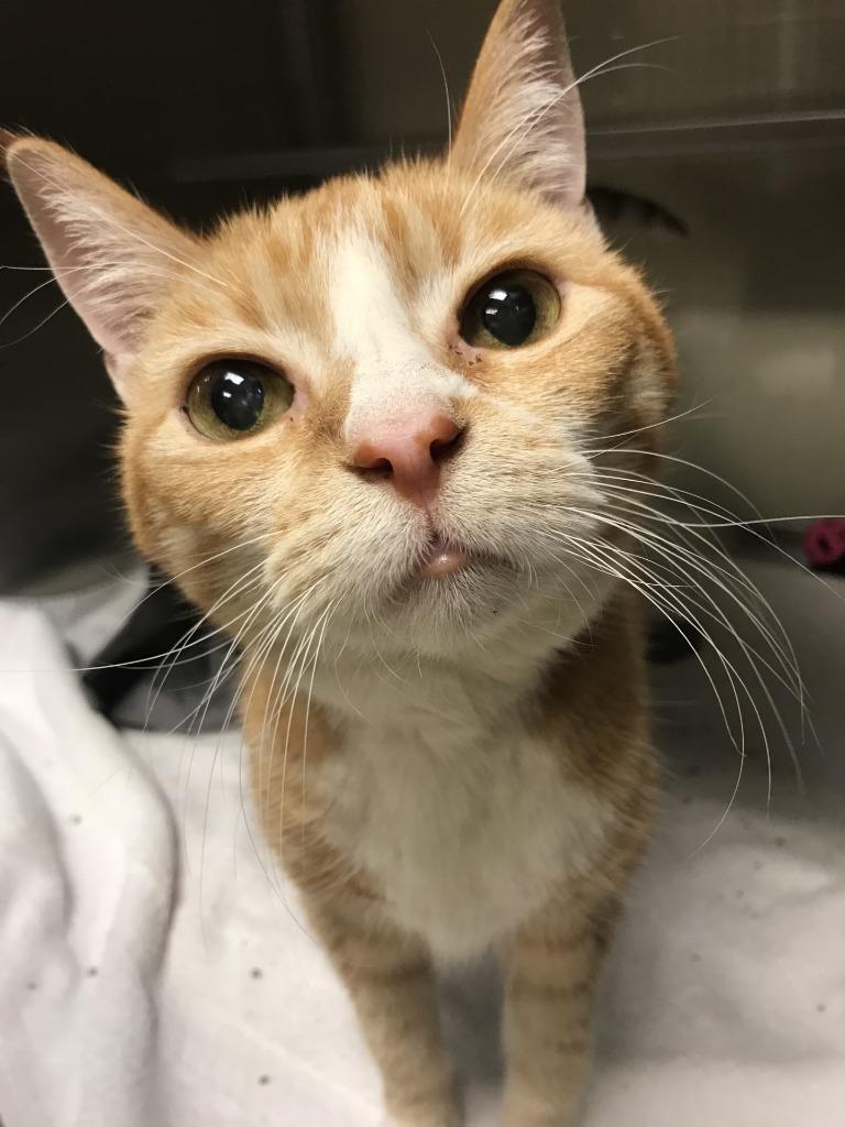 Enlarge Pumpkin, a Adoptable mixed breed in Grand Forks, ND image 2/2