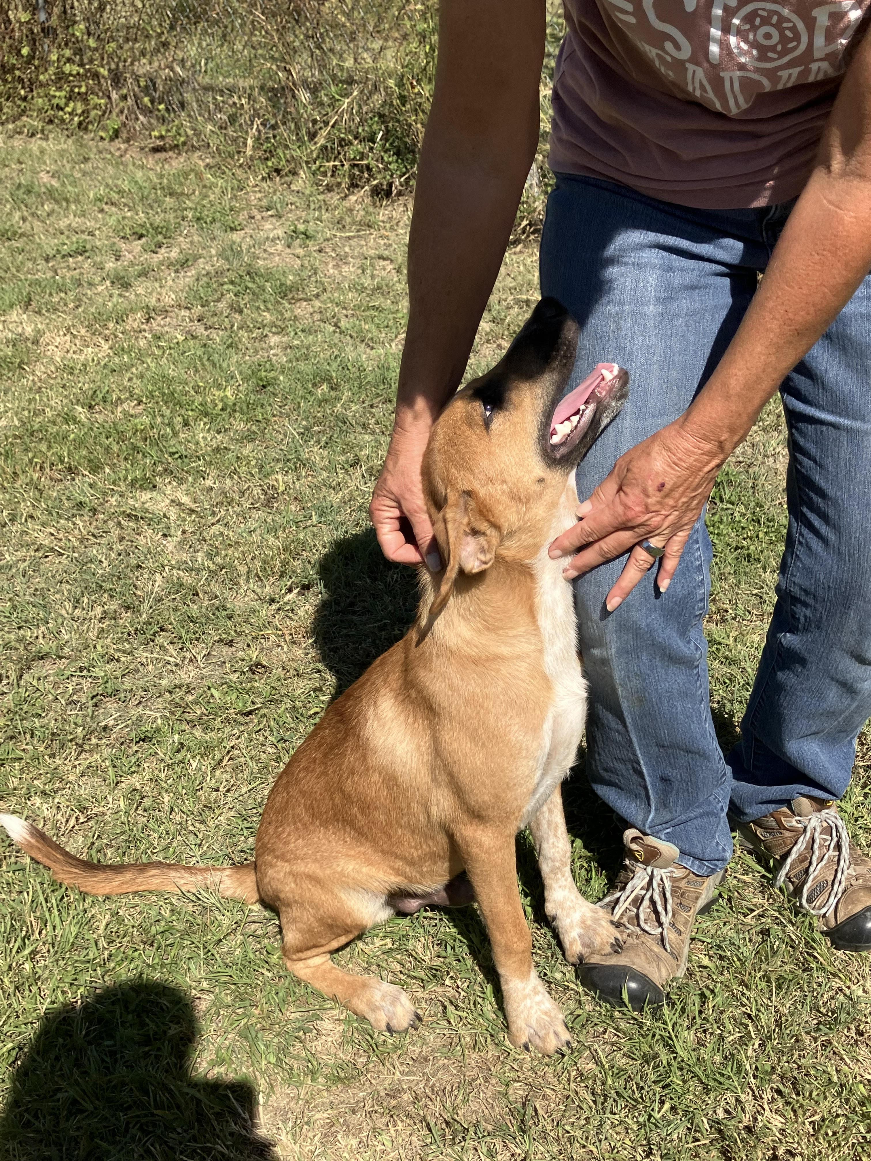 SVEN-Seriously Silly