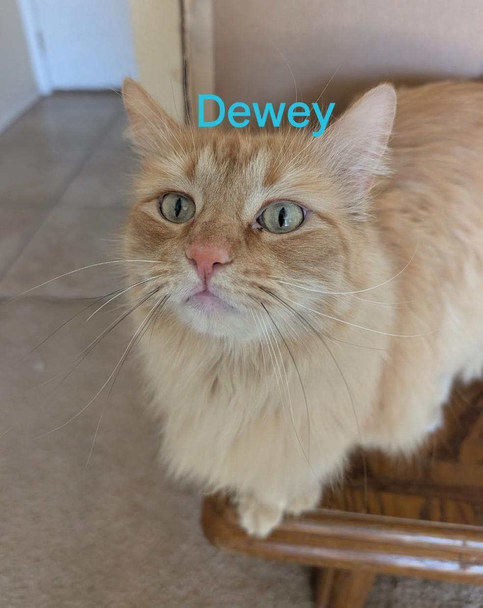 Dewey (&Thomas)