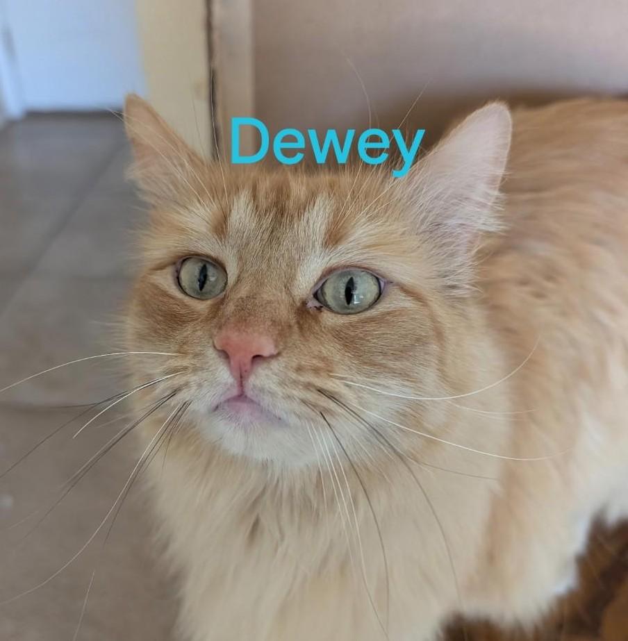 Dewey (&Thomas)