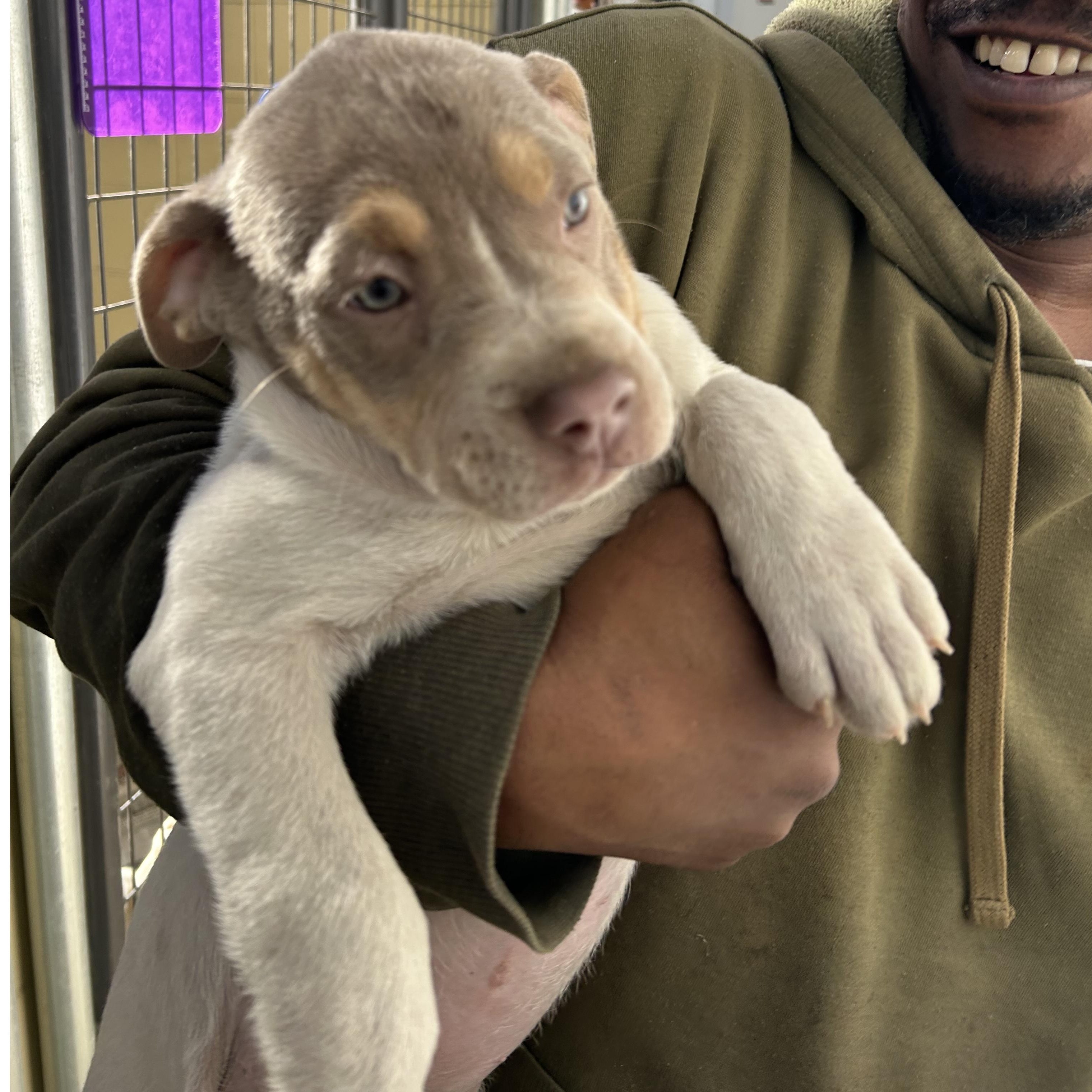 Hollyn, adopted, Puppy Female Pit Bull Terrier.