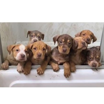 Hollyn, an adopted mixed breed in Clarksville, VA image 2/2