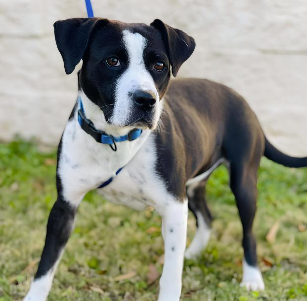 Enlarge Sage, a ADOPTABLE Pit Bull Terrier in Naperville, IL image 2/4