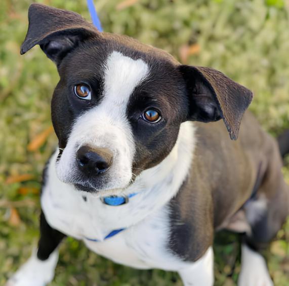 Enlarge Sage, a ADOPTABLE Pit Bull Terrier in Naperville, IL image 3/4