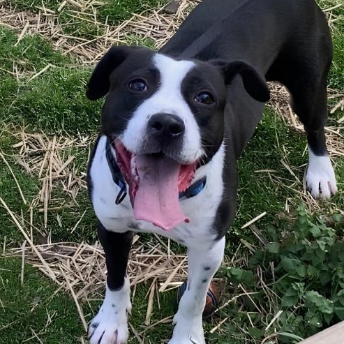 Sage, ADOPTABLE, Young Female Pit Bull Terrier.