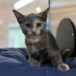 Enlarge Bao Buns, a Adoptable Domestic Short Hair in Bullhead City, AZ image 1/1