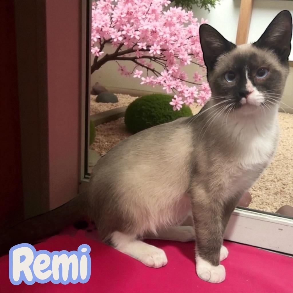Remi, Adopted, Young Male Siamese.