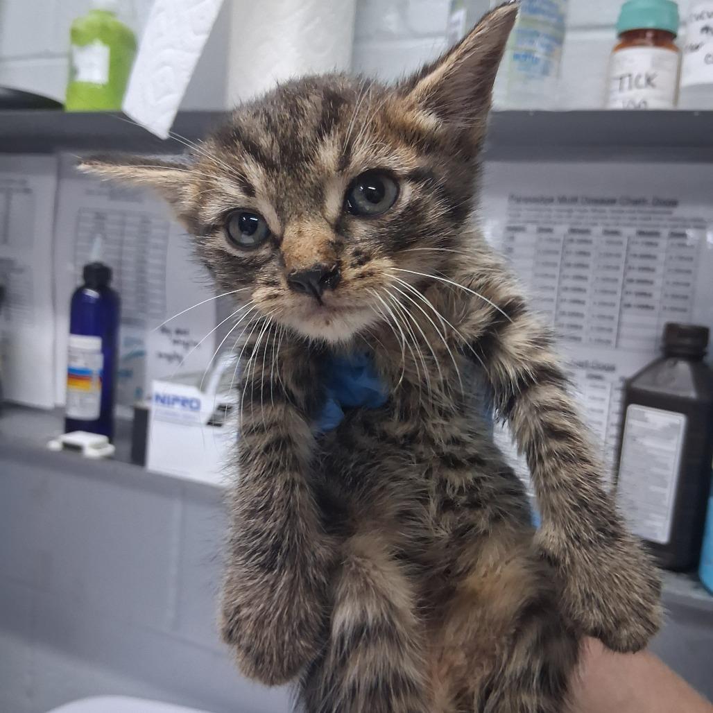 Chili, Adoptable, Kitten Male Domestic Short Hair.