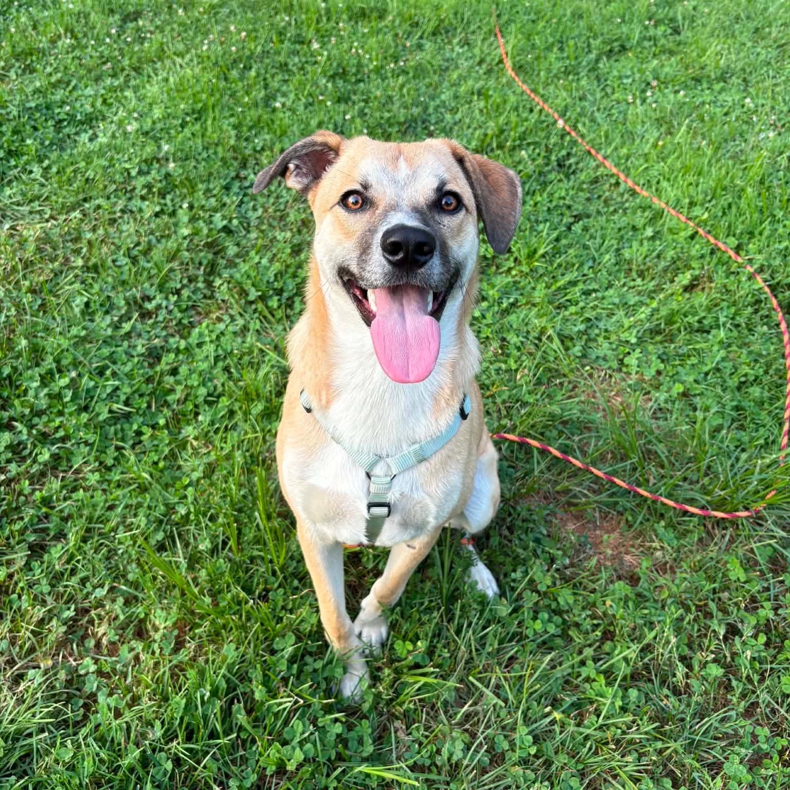 Enlarge Ross , a ADOPTABLE mixed breed in Lexington, KY image 1/6