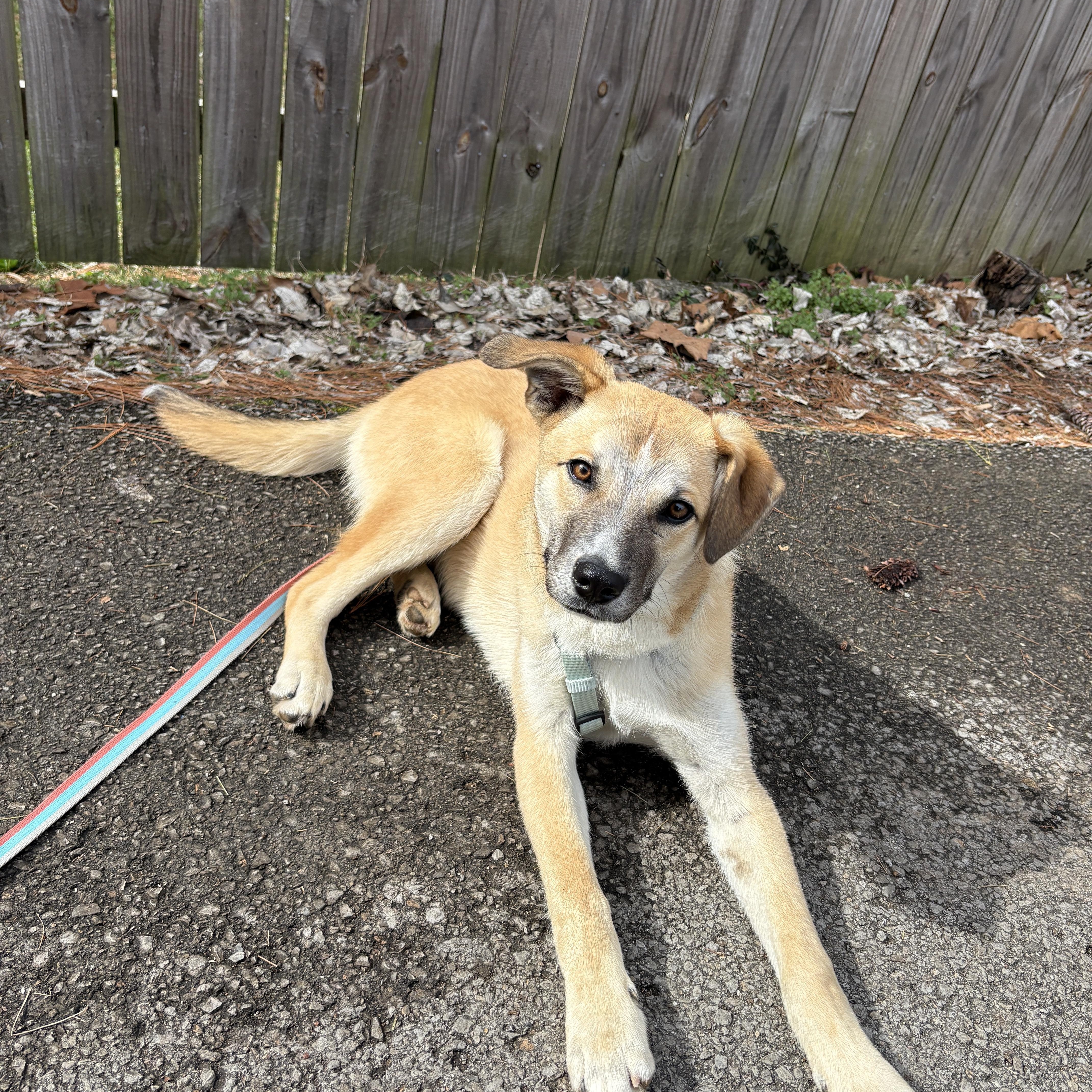 Enlarge Ross , a ADOPTABLE mixed breed in Lexington, KY image 3/6