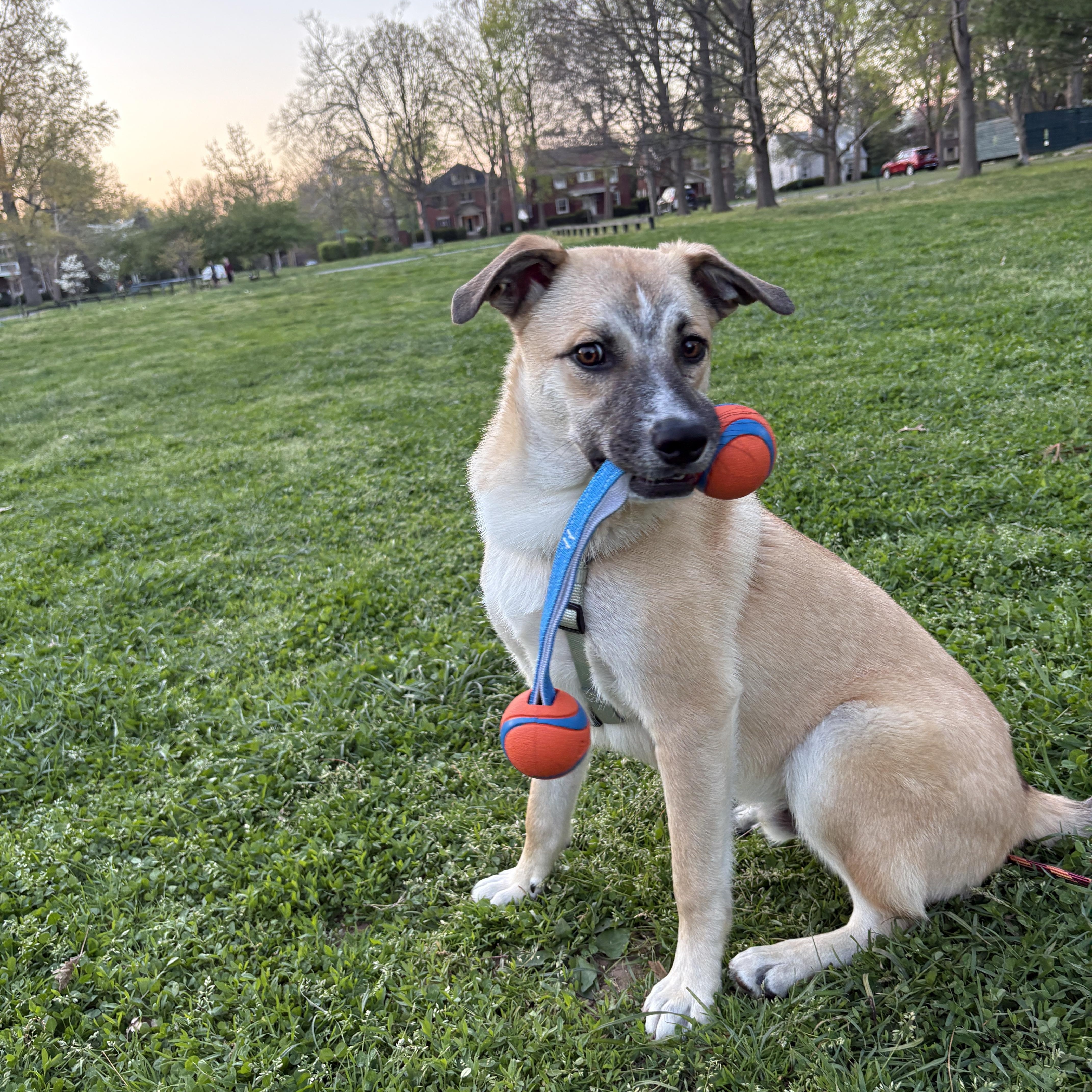 Enlarge Ross , a ADOPTABLE mixed breed in Lexington, KY image 6/6
