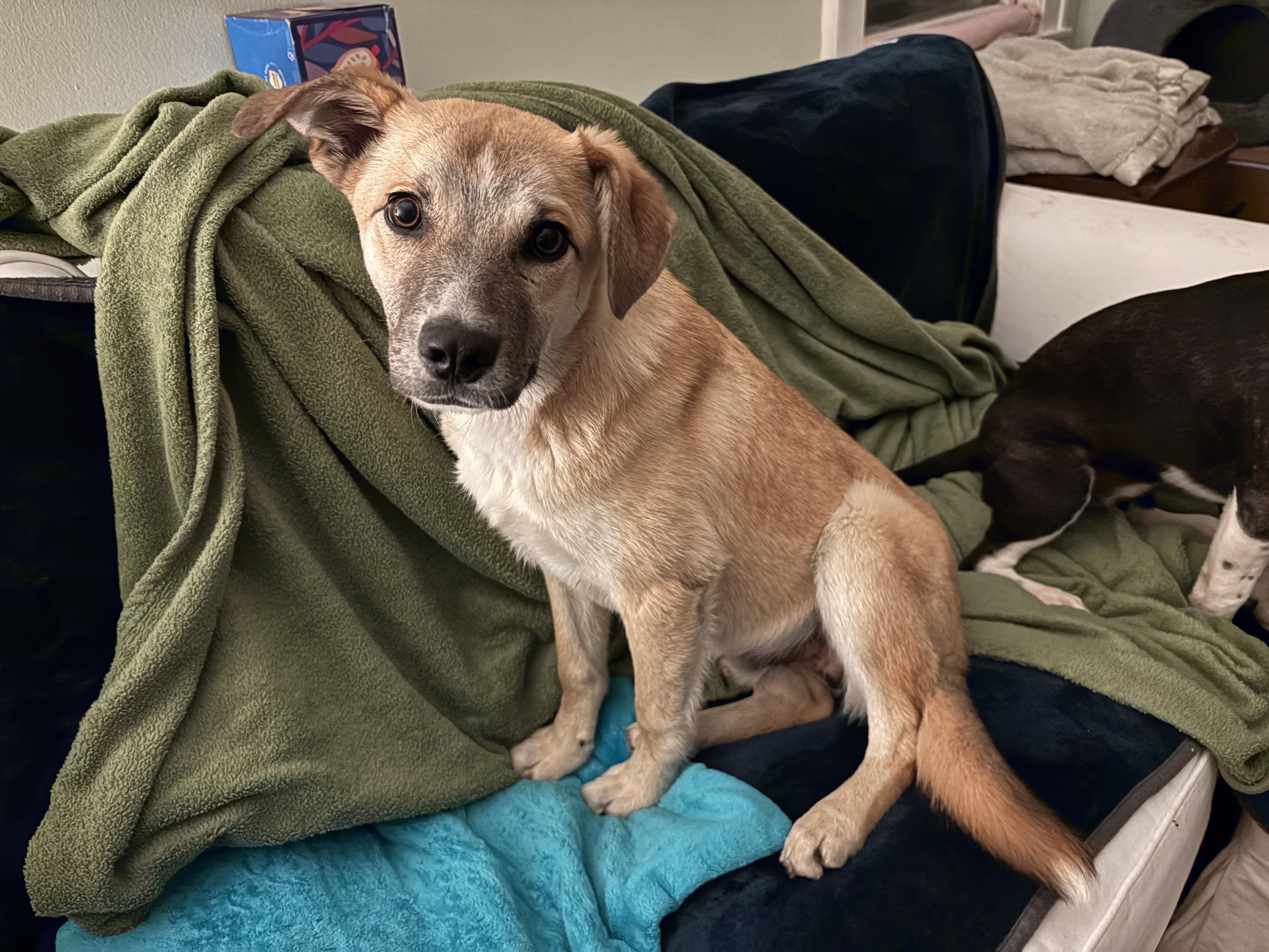 Ross , ADOPTABLE, Young Male Border Collie & Labrador Retriever.