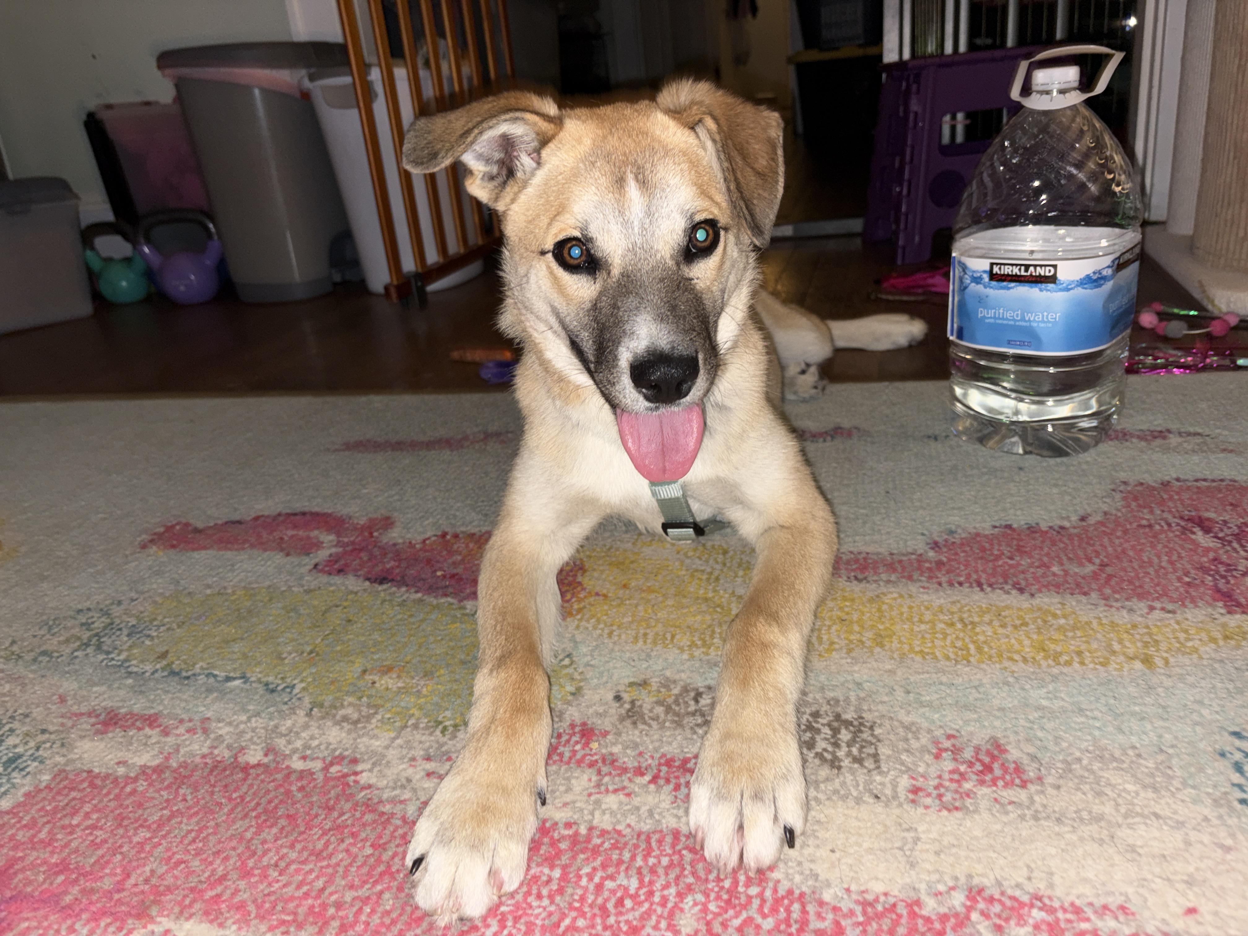 Enlarge Ross , a ADOPTABLE mixed breed in Lexington, KY image 5/6