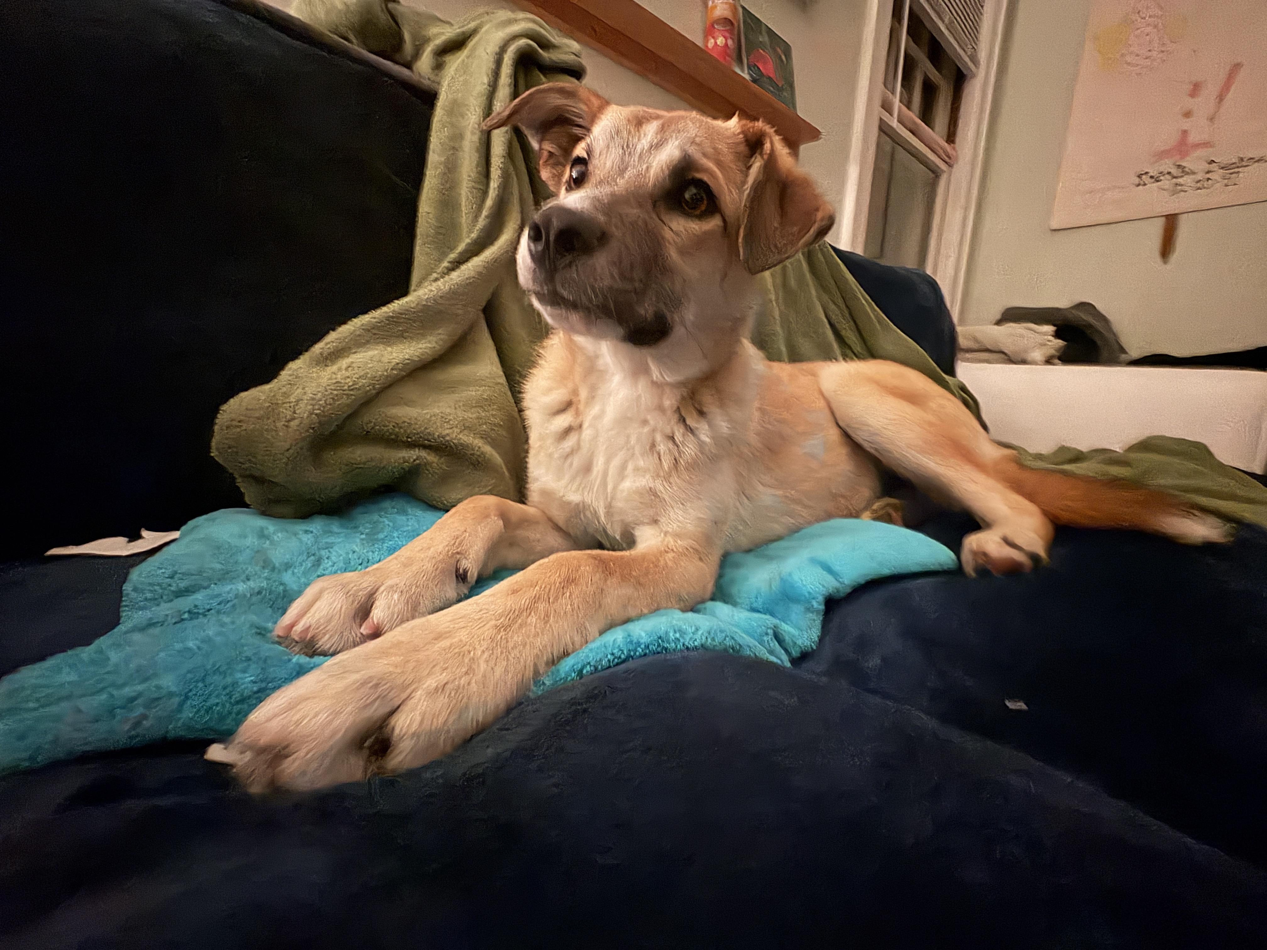 Enlarge Ross , a ADOPTABLE mixed breed in Lexington, KY image 2/6