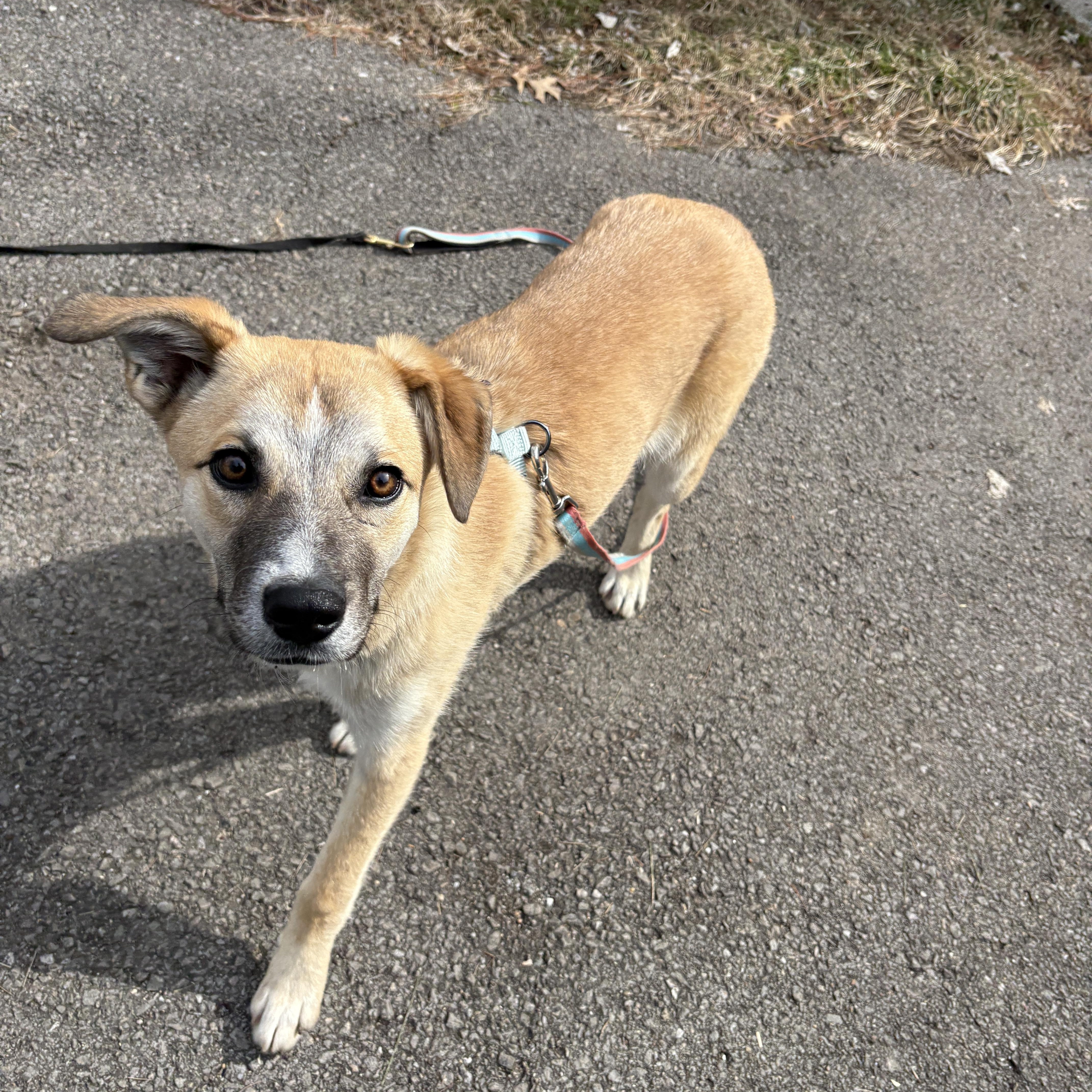 Enlarge Ross , a ADOPTABLE mixed breed in Lexington, KY image 6/6