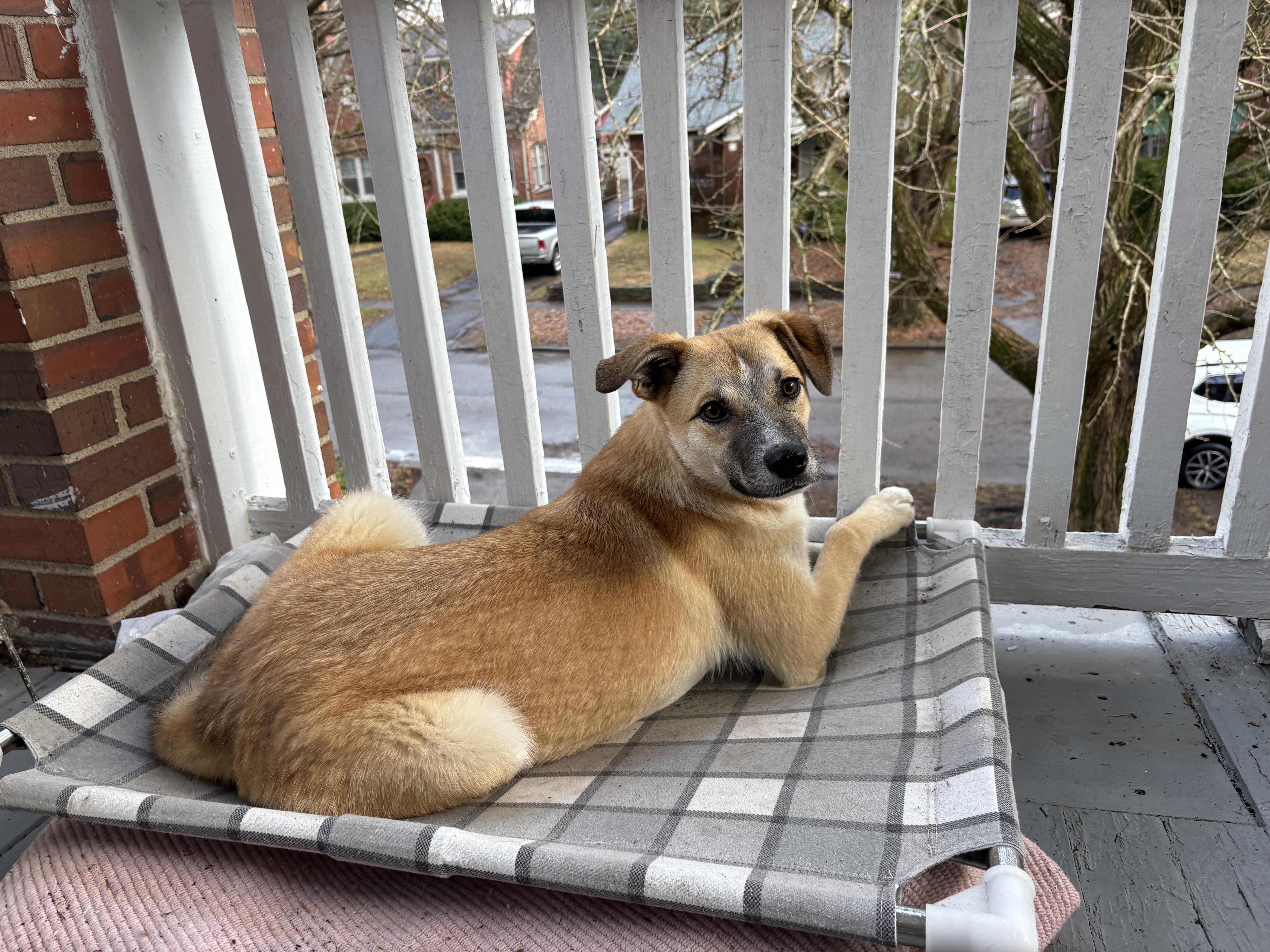 Enlarge Ross , a ADOPTABLE mixed breed in Lexington, KY image 4/6