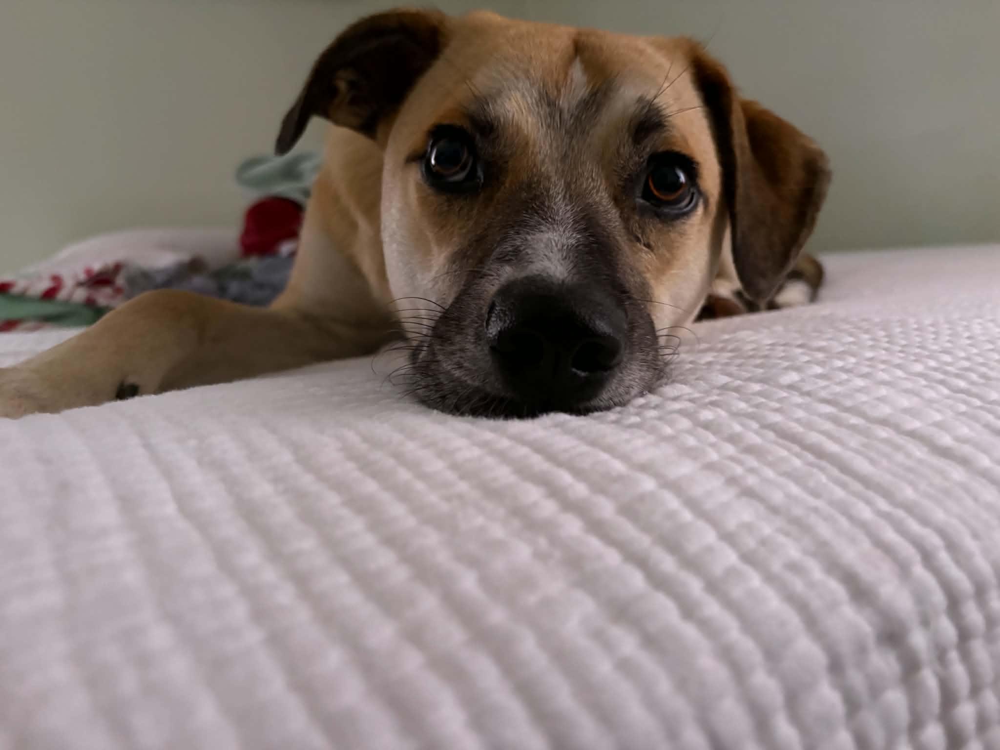 Enlarge Ross , a Adoptable mixed breed in Lexington, KY image 4/6