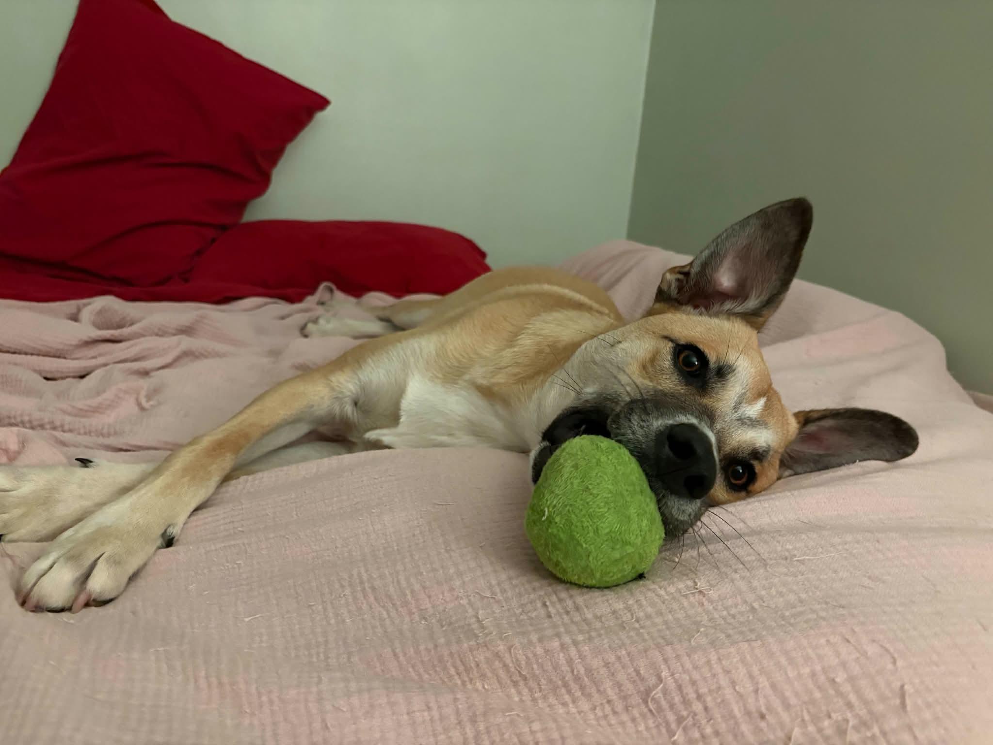 Enlarge Ross , a Adoptable mixed breed in Lexington, KY image 3/6