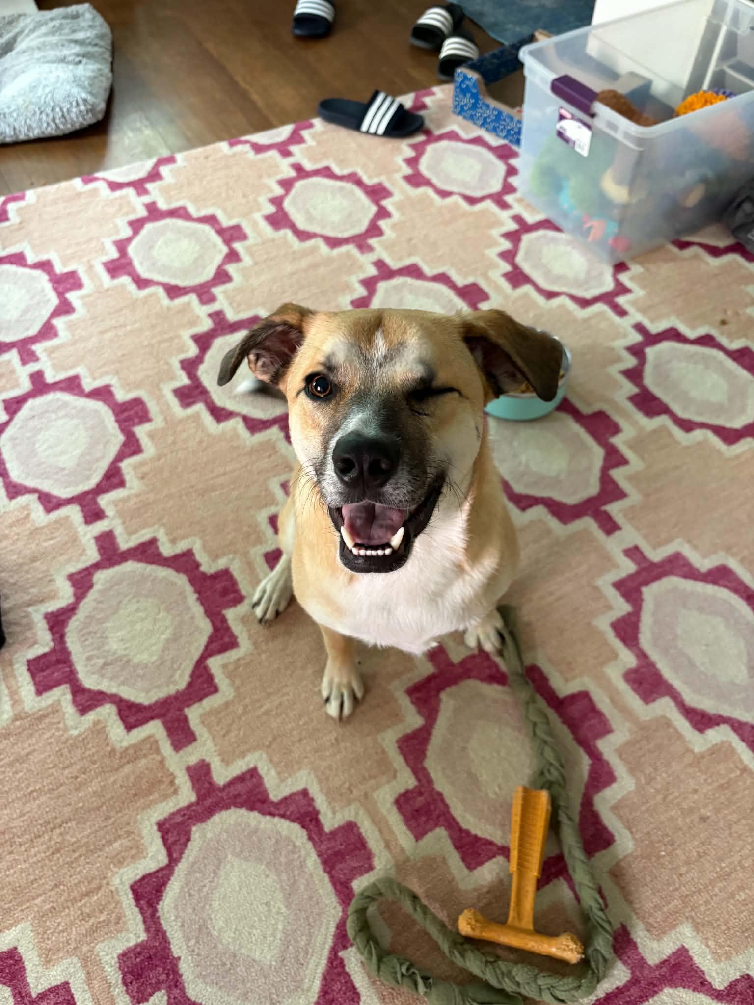 Enlarge Ross , a Adoptable mixed breed in Lexington, KY image 2/6
