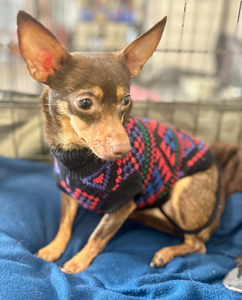 Enlarge Faith, a Adoptable Chihuahua in Thompson Falls, MT image 1/3