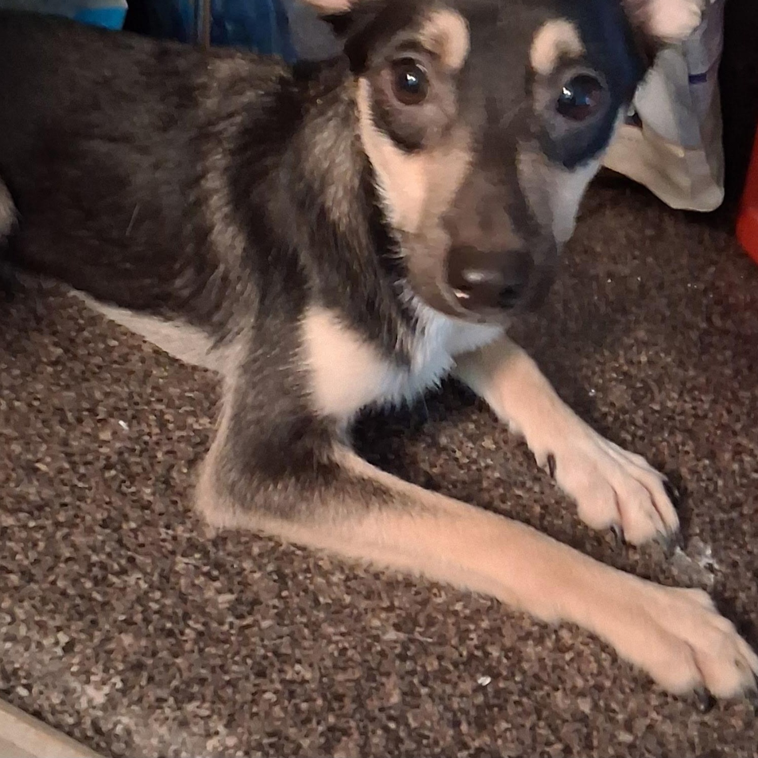 Spike, Adoptable, Young Male Labrador Retriever.