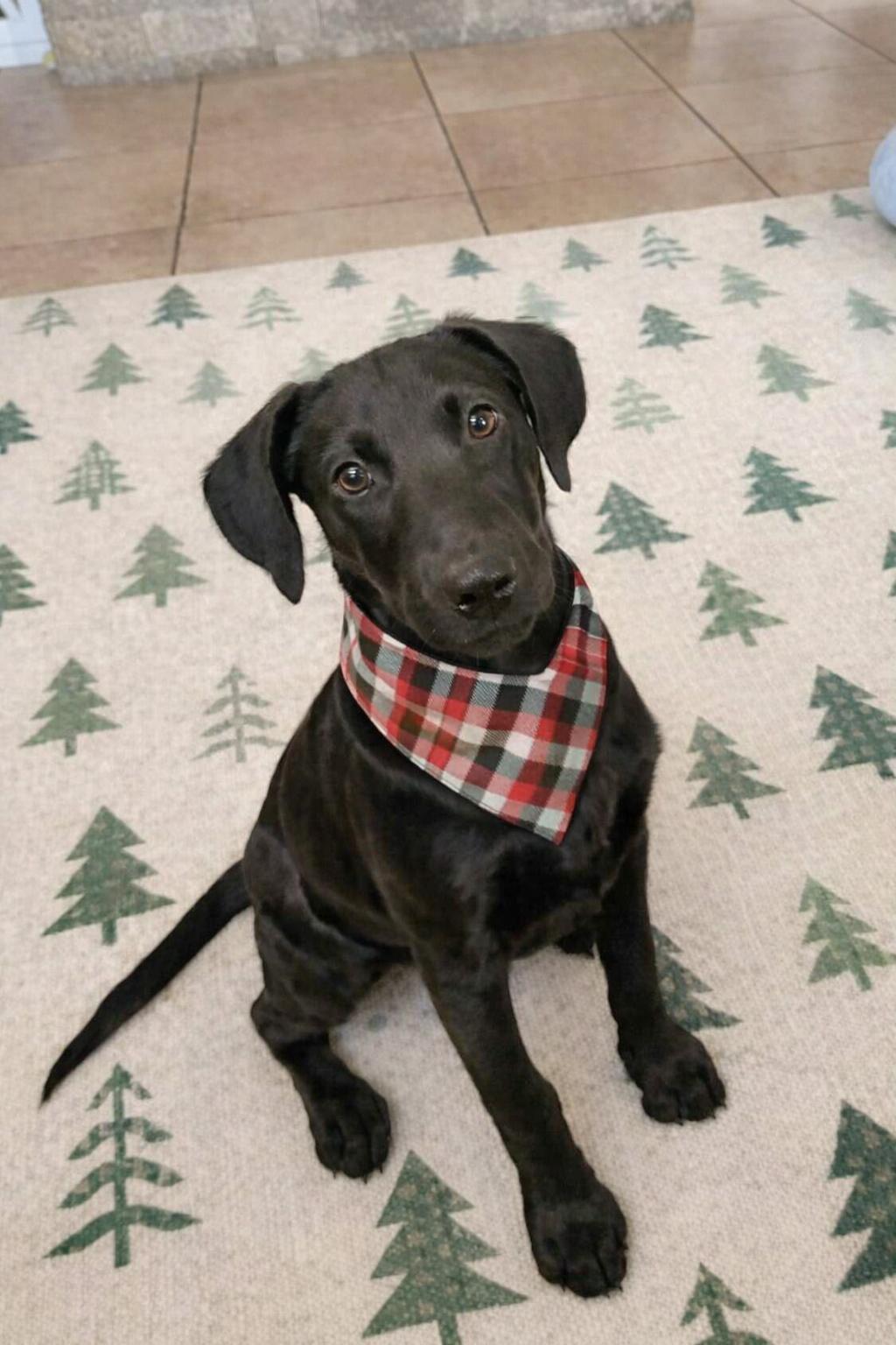 Enlarge Maddie, an adopted mixed breed in Orlando, FL image 1/1