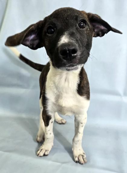 Rosie, Adoptable, Puppy Female Anatolian Shepherd & Mixed Breed.