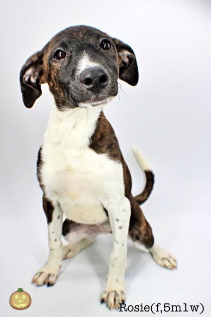Enlarge Rosie, a Adoptable mixed breed in Morton Grove, IL image 2/3