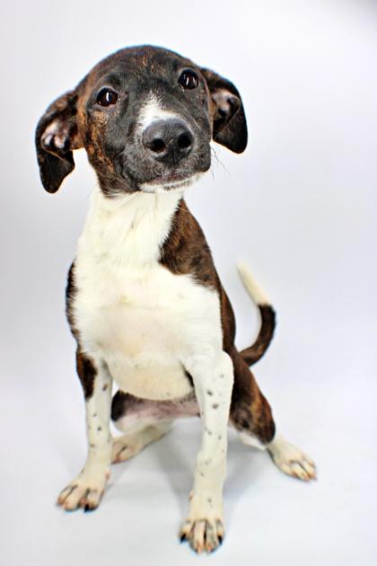 Enlarge Rosie, a Adoptable mixed breed in Morton Grove, IL image 3/3