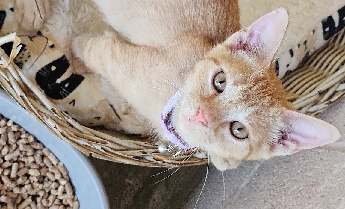 Enlarge Magnus, a Adopted Domestic Short Hair in Albemarle, NC image 1/3