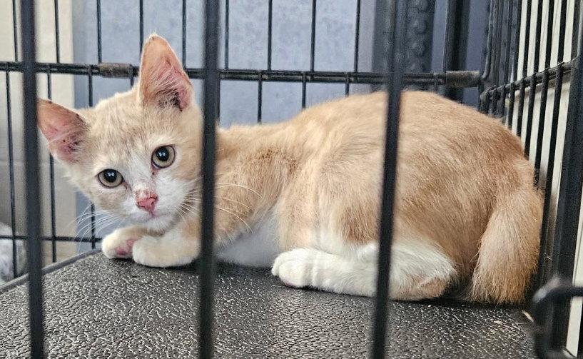 Enlarge Magnus, a Adopted Domestic Short Hair in Albemarle, NC image 2/3