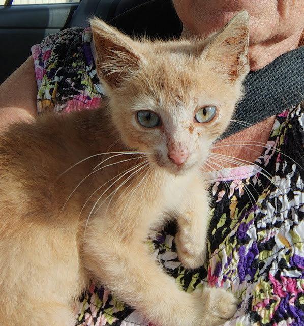 Enlarge Magnus, a Adopted Domestic Short Hair in Albemarle, NC image 3/3