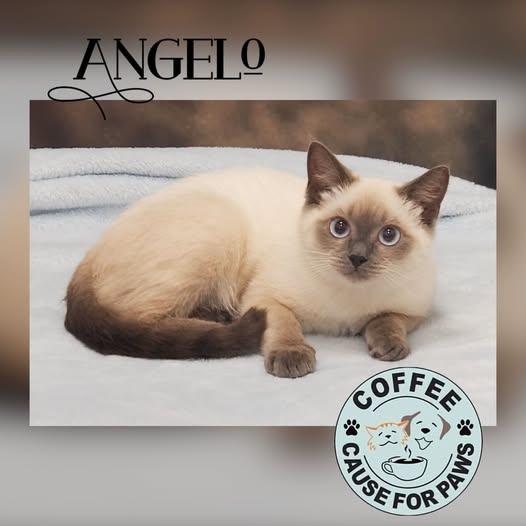 Angelo, Adoptable, Young Male Siamese.