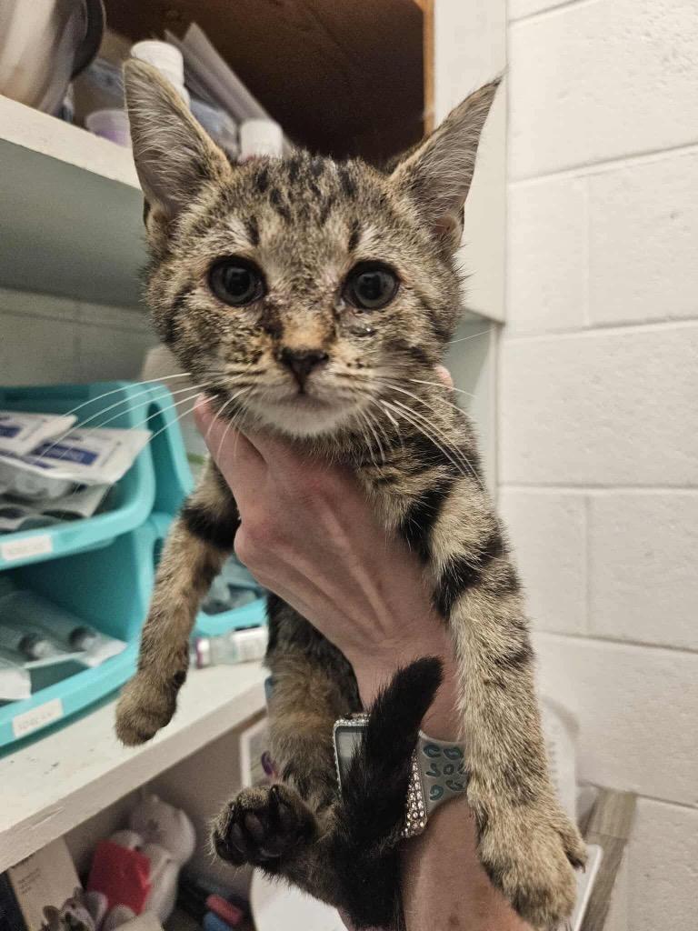 Nala, Adoptable, Kitten Female Domestic Short Hair.