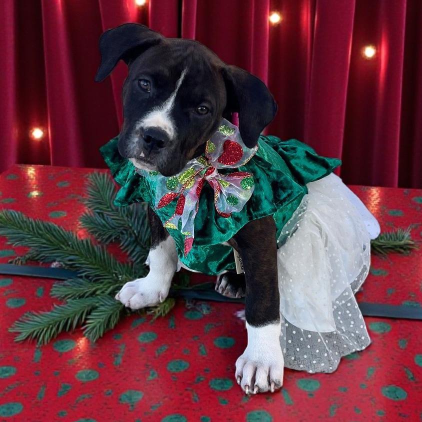 Dumpling, ADOPTABLE, Puppy Female Boxer & Mastiff.