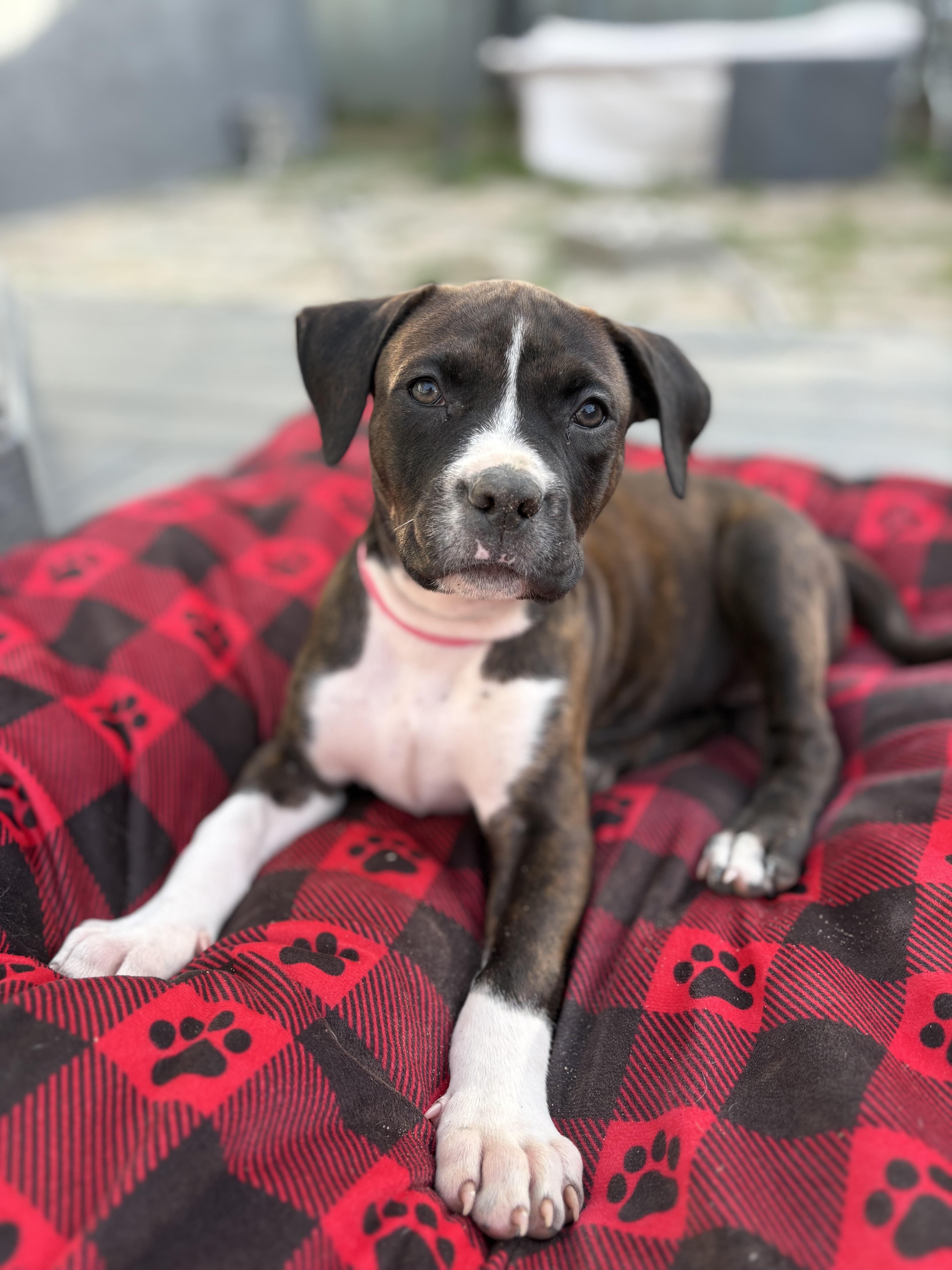 Enlarge Dumpling, a ADOPTABLE mixed breed in Redondo Beach, CA image 2/6