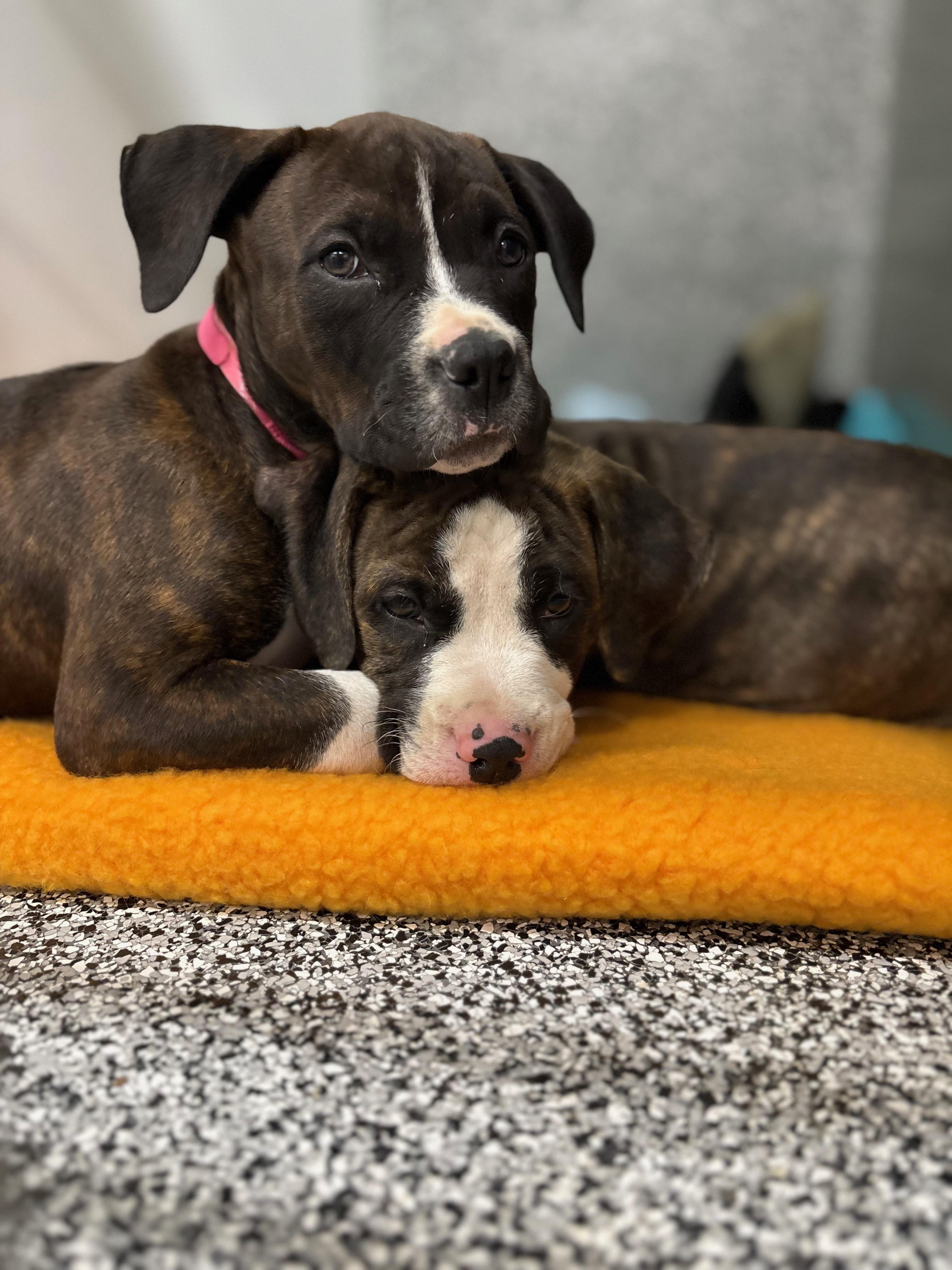 Enlarge Dumpling, a ADOPTABLE mixed breed in Redondo Beach, CA image 3/6