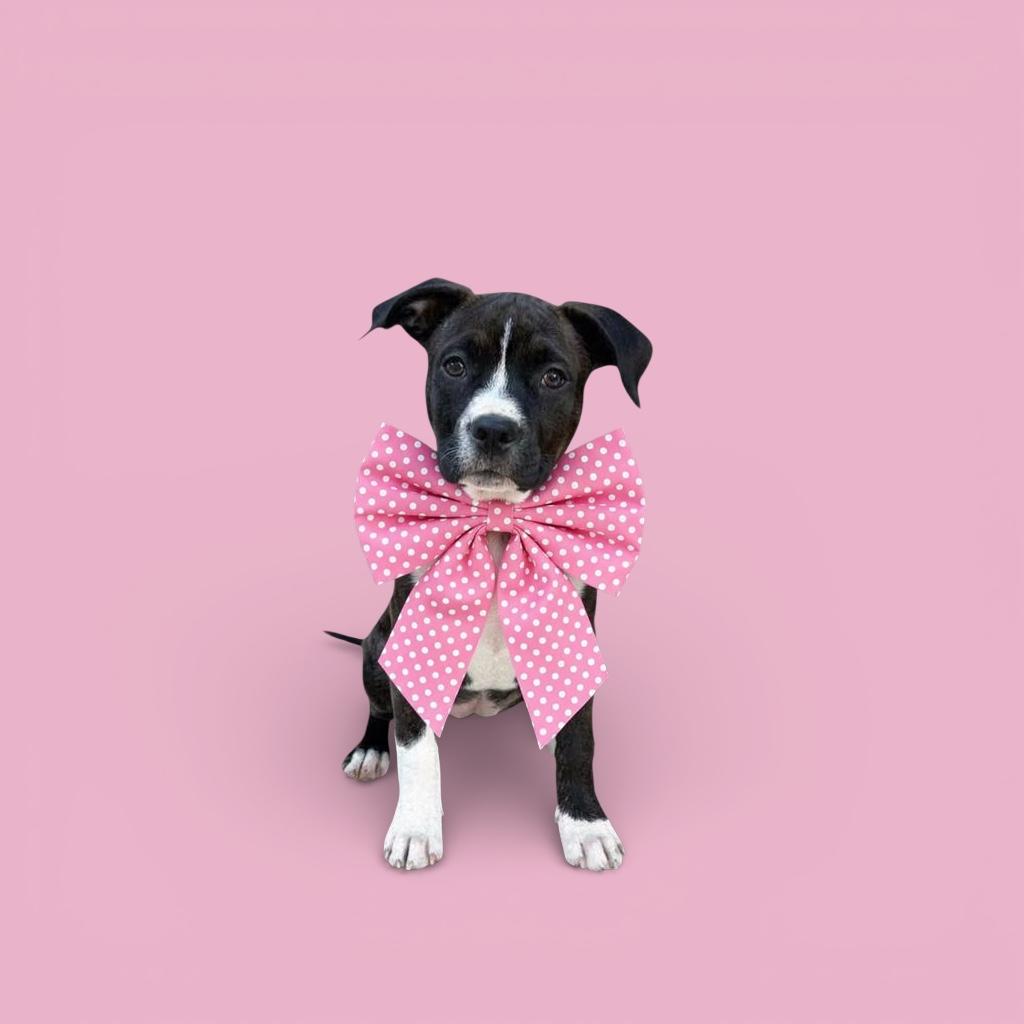 Enlarge Dumpling, a ADOPTABLE mixed breed in Redondo Beach, CA image 1/6