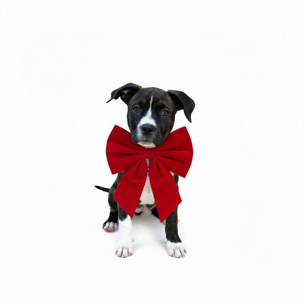 Enlarge Dumpling, a ADOPTABLE mixed breed in Redondo Beach, CA image 6/6