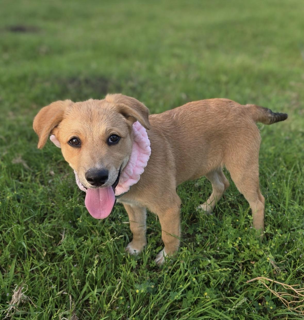 Toffee, a ADOPTABLE Mixed Breed in Mendham, NJ image 2/2