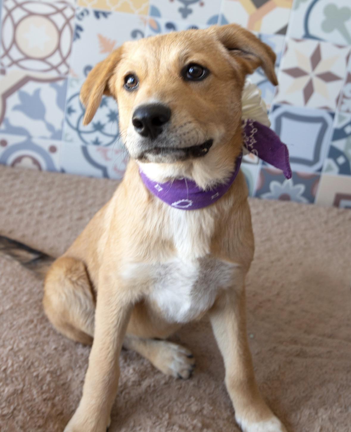 Toffee, ADOPTABLE, Puppy Female Mixed Breed.