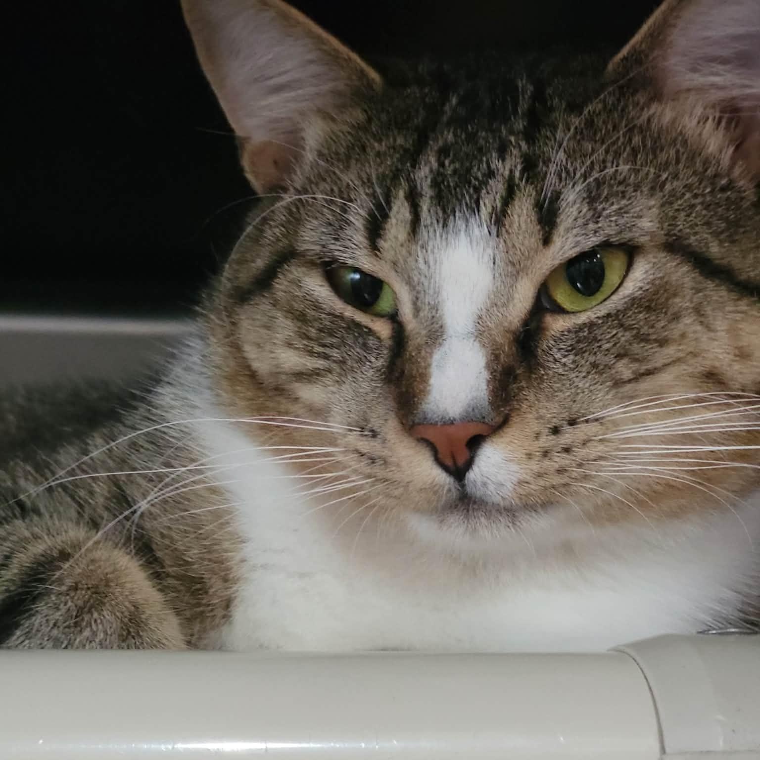 Jogo, an adopted Domestic Short Hair in Myrtle Beach, SC image 2/3